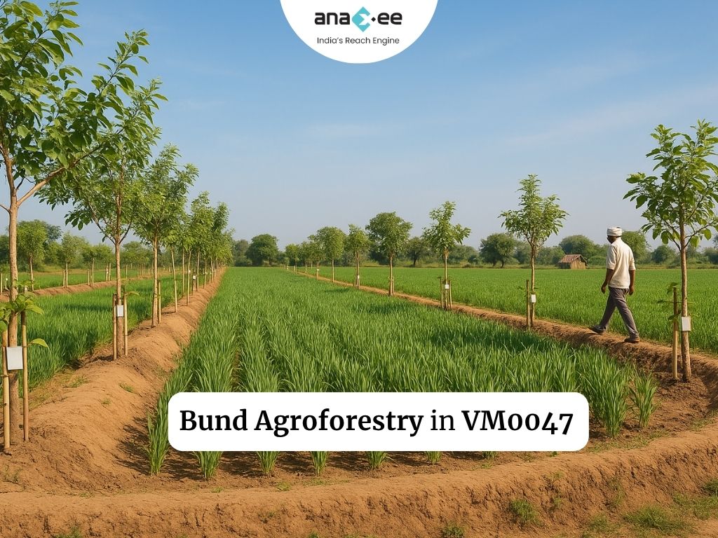 Bund Agroforestry in VM0047: How Census-Based Projects Unlock Carbon Credits
