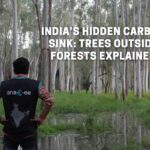 India’s Hidden Carbon Sink Trees Outside Forests Explained