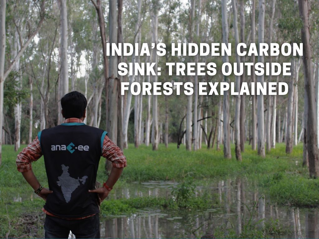 India’s Hidden Carbon Sink Trees Outside Forests Explained