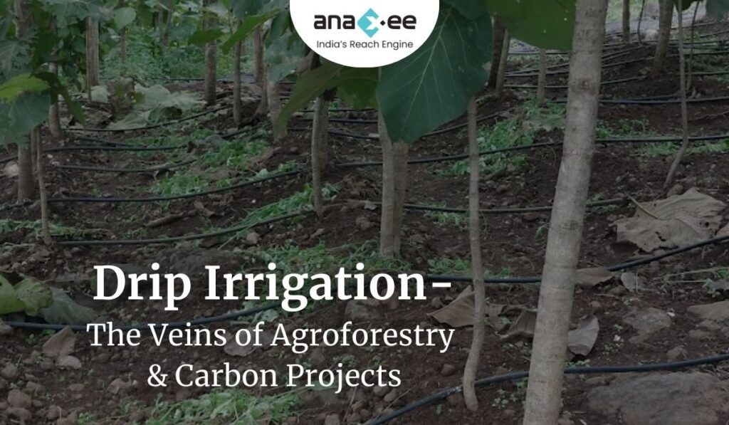 Drip irrigation system installed in an agroforestry project by Anaxee, ensuring water supply to every tree for higher survival and sustainability