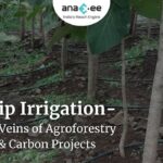 Drip irrigation system installed in an agroforestry project by Anaxee, ensuring water supply to every tree for higher survival and sustainability