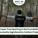 An Anaxee field officer standing in a dense agroforestry plantation with arms extended, demonstrating correct tree spacing.