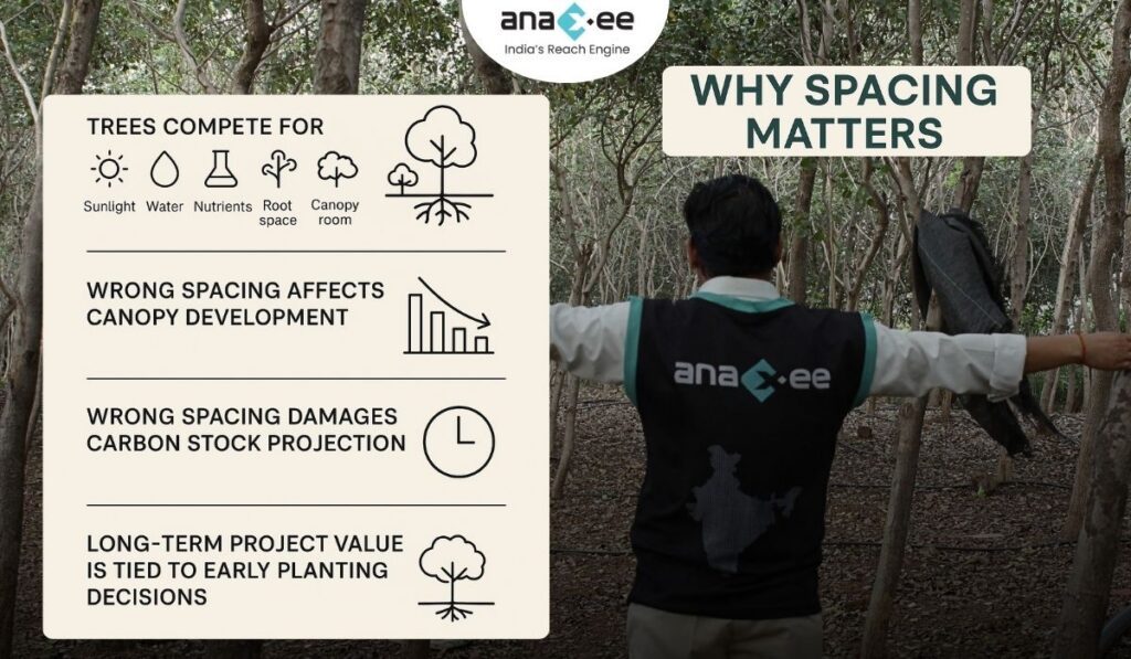 Infographic explaining why spacing matters, showing icons for sunlight, water, nutrients, root space, canopy room, and how wrong spacing affects canopy development and carbon stock projections.