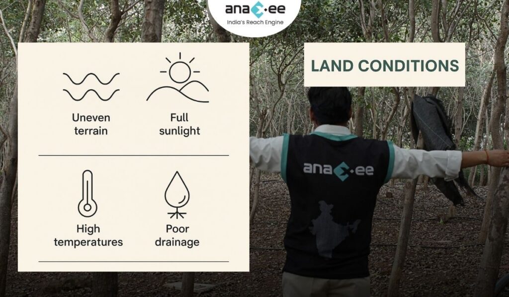 Infographic showing uneven terrain, full sunlight, high temperatures, and poor drainage as factors affecting spacing decisions.